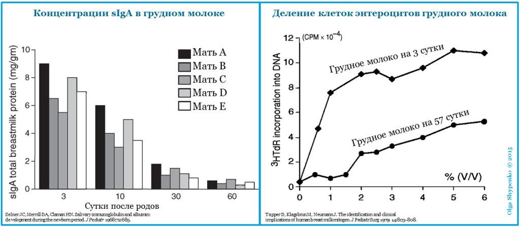 Энтероциты и SIgA грудного молока