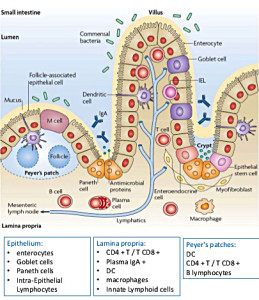 иммунизация молоко 5
