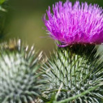 расторопша