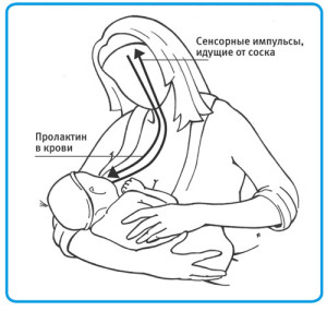 сосание груди - пролактин