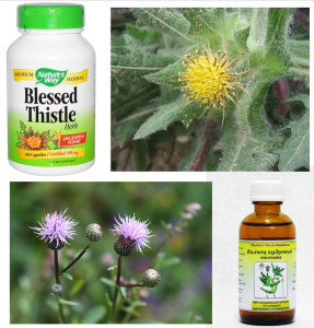 волчец кудрявый